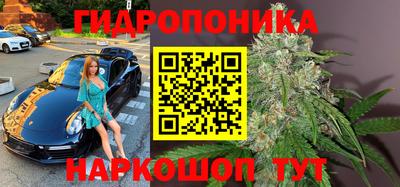 индика Кингисепп